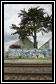 wall, buildings, tree icon