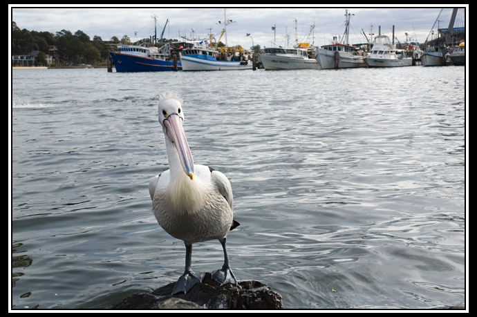 pelican