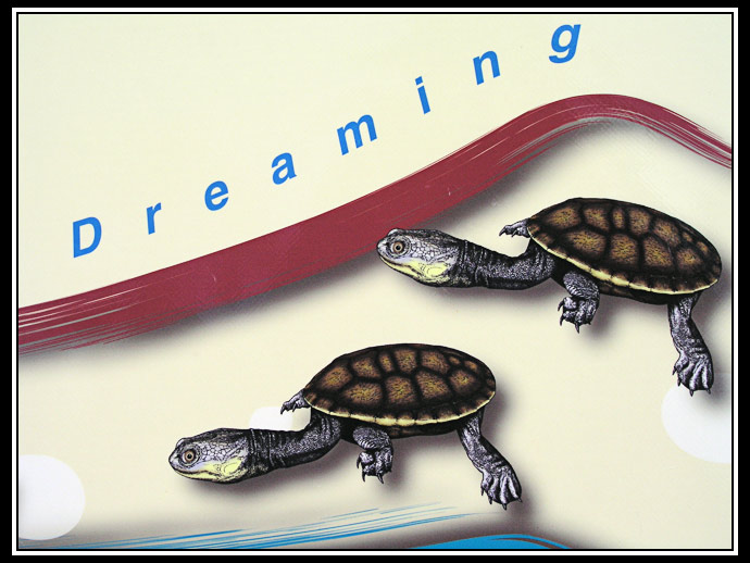 turtle dreaming