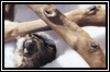 animal dump icon